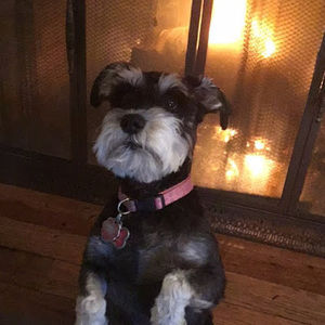 Meet your Posher, Lola